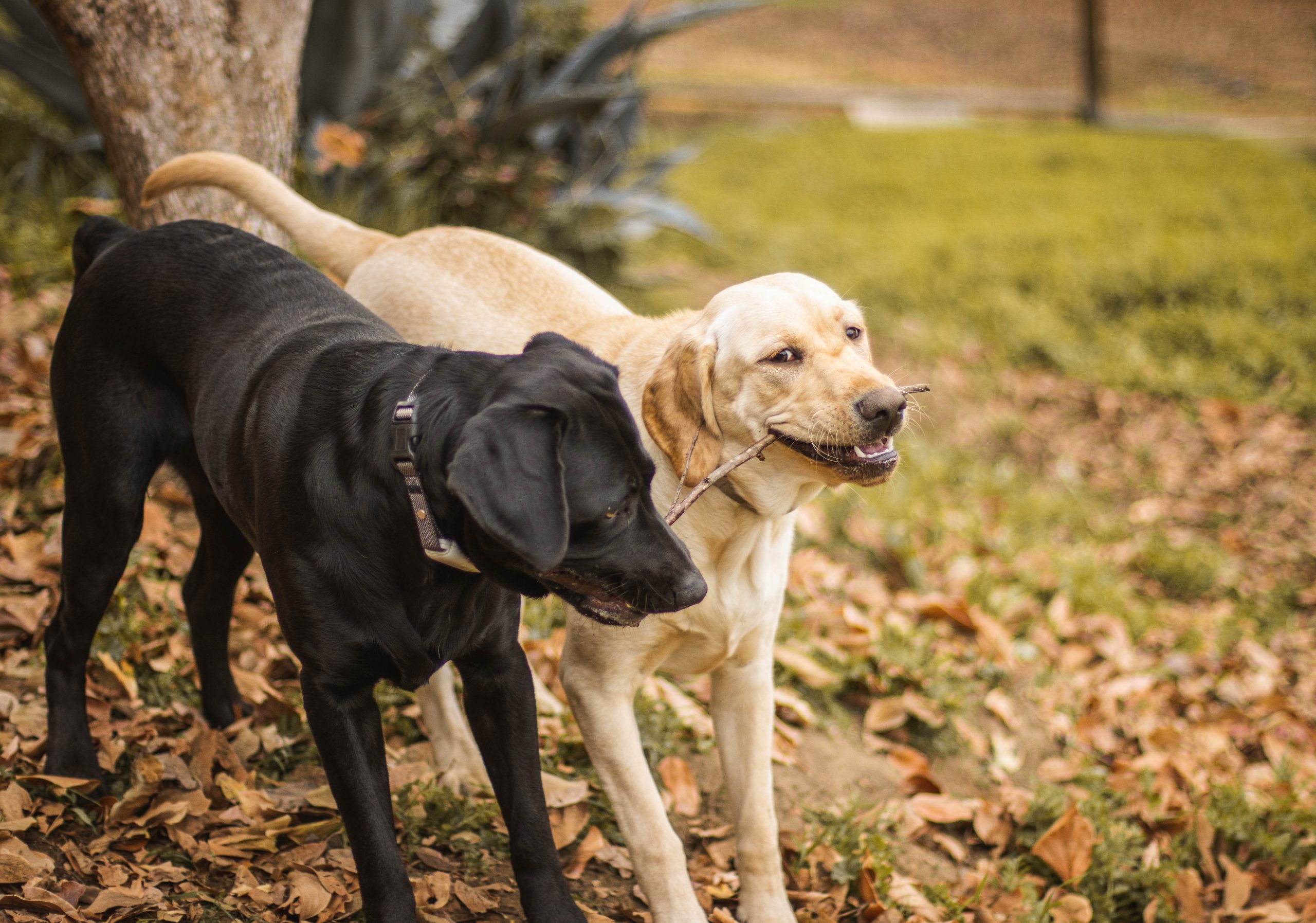 Best Flea and Tick Medicines, Labrador