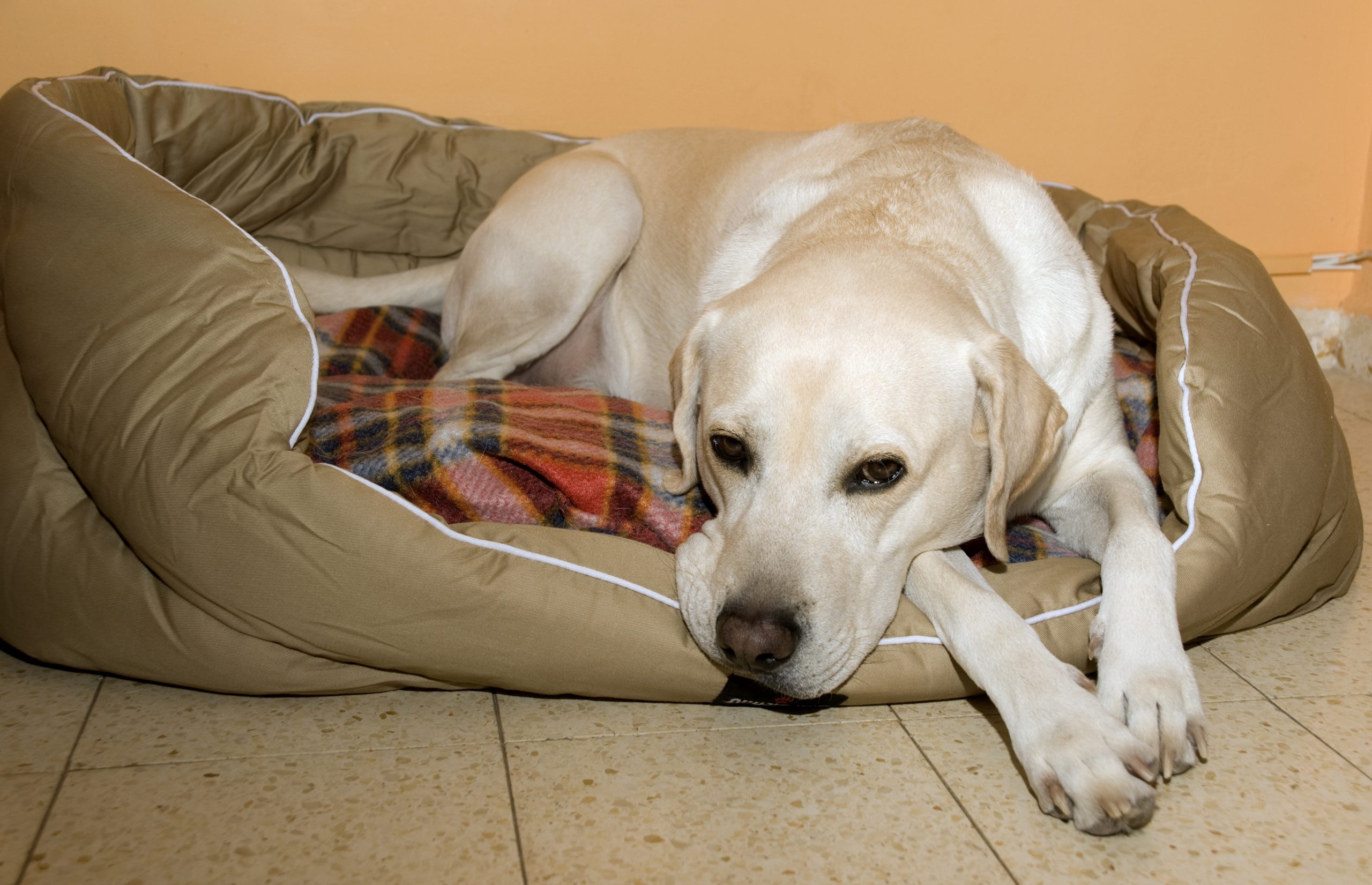 Best Dog bed for Labrador Retrievers