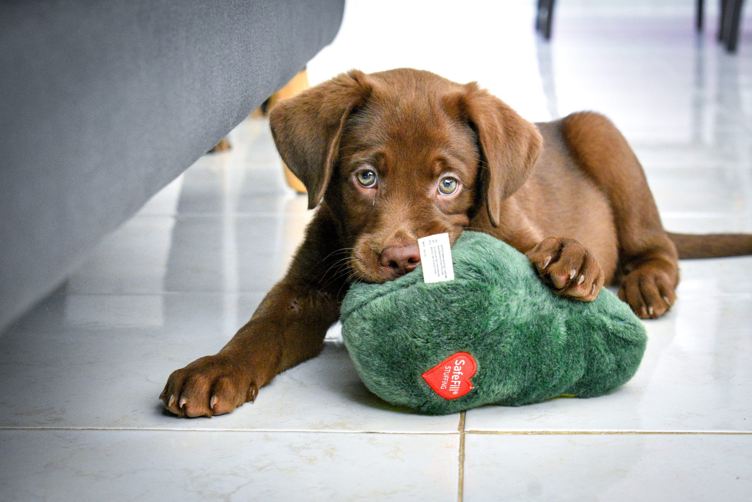 Chocolate Labrador Retriever Puppy Toy