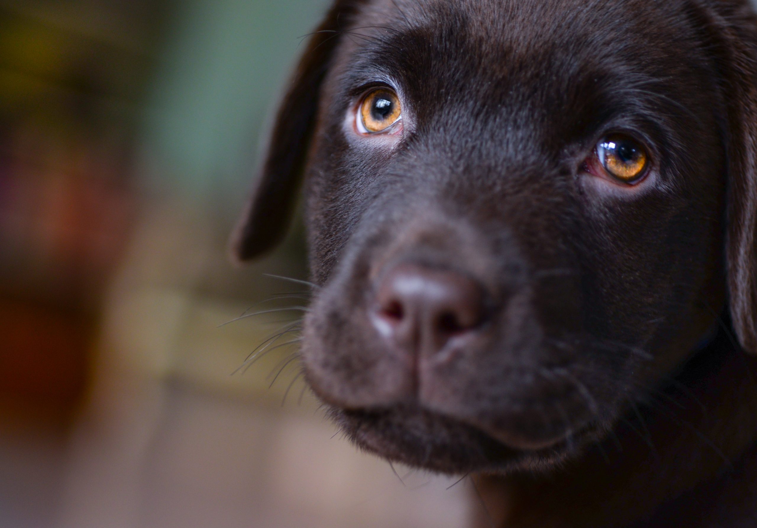 Labrador Retriever Puppy Brushes