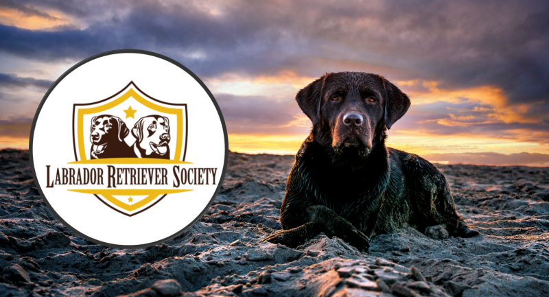 Labrador Retriever Society Logo and Sunset Labrador